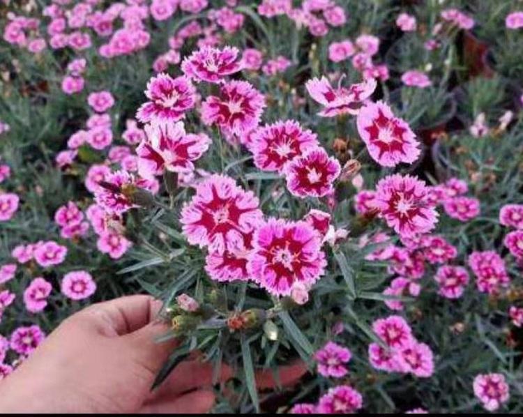 彩虹石竹 彩虹石竹批发 彩虹石竹价格  彩虹石竹基地