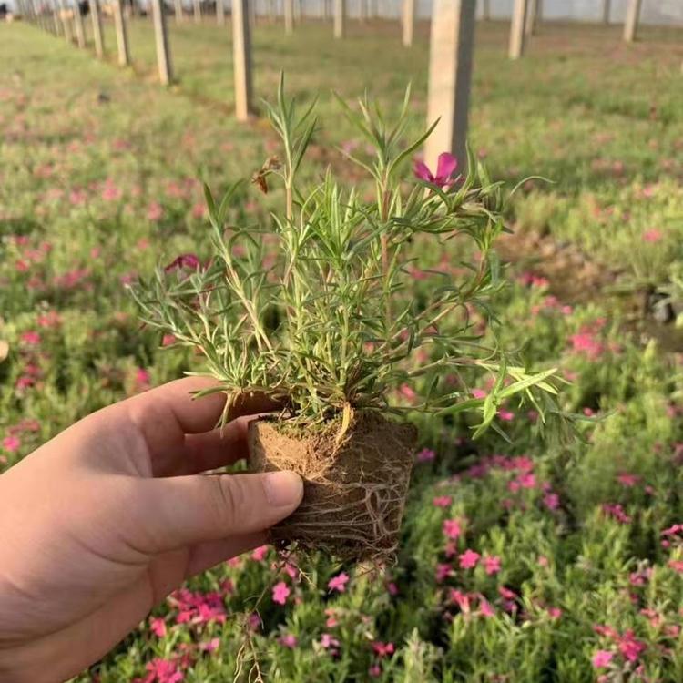 芝樱小杯苗 芝樱的基地 绿化用的芝樱苗种植基地