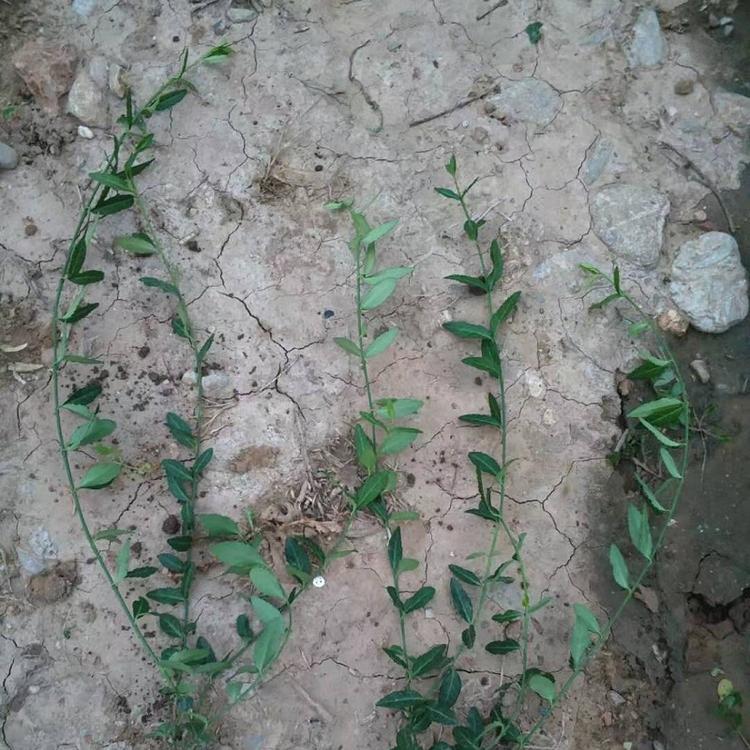 山东小叶扶芳藤批发  江苏小叶扶芳藤价格  大叶扶芳藤基地