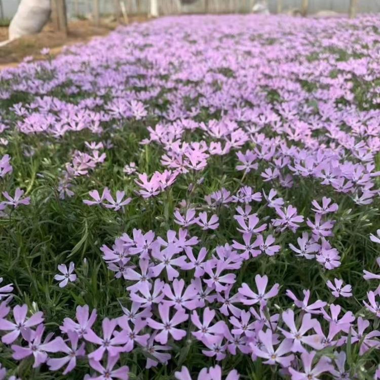 芝樱小苗供应 玫红色芝樱采购价格 白色芝樱基地 花海用的芝樱苗