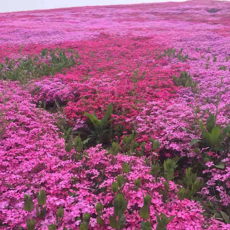 钰艺 欢迎您来基地 芝樱价格 芝樱小苗 芝樱种植基地 丛生福禄考基地