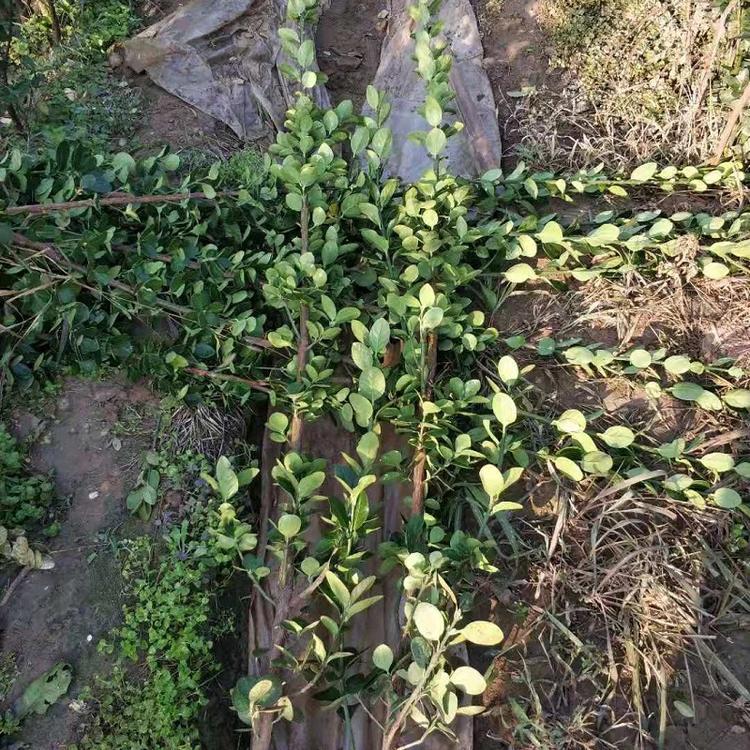 北海道黄杨种植基地  绿篱北海道黄杨批发价格