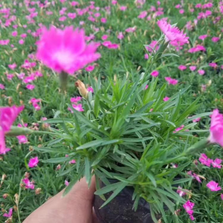 欧石竹  欧石竹价格  欧石竹批发  欧石竹基地