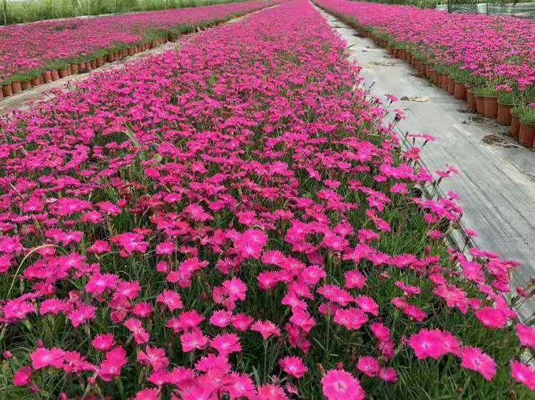 会开花的草坪  欧石竹价格  欧石竹批发  欧石竹基地