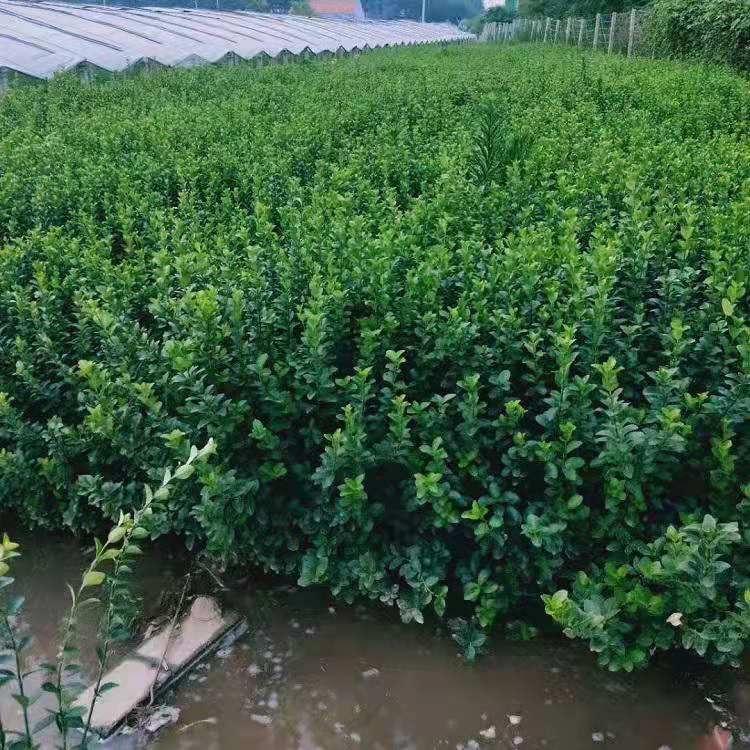 供应绿化卫矛  卫矛批发商 卫矛价格