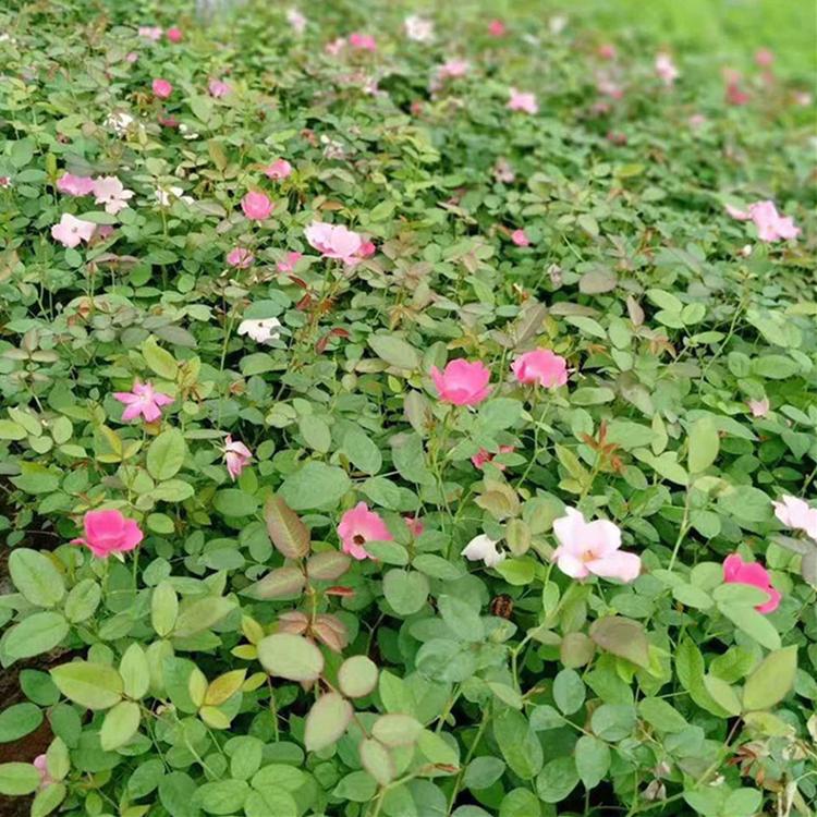 丰花月季批发价格_丰花月季种植基地_青州草花基地-蓝溪花卉