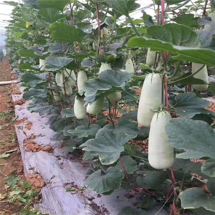 博洋61种苗  甜瓜种苗批发  肉质酥脆博洋甜瓜苗