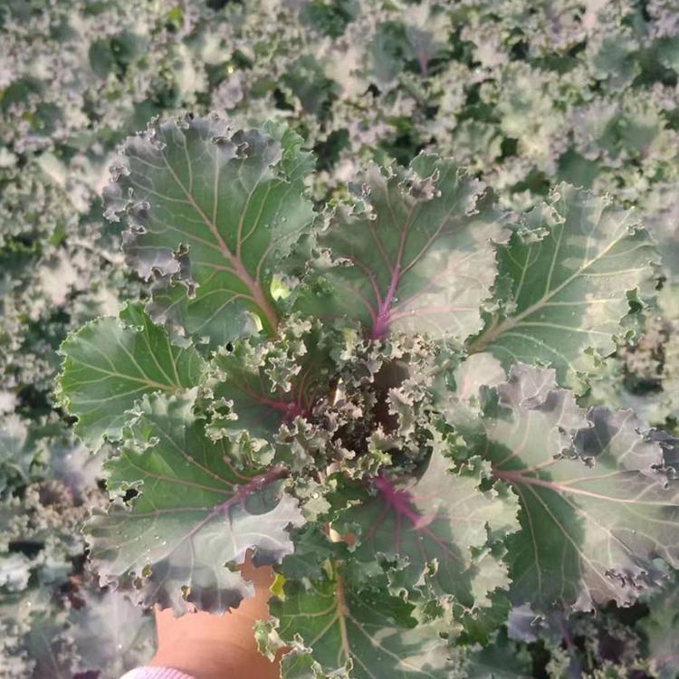 羽衣甘蓝 山东羽衣甘蓝价格 羽衣甘蓝种植基地 青州禹阳花卉