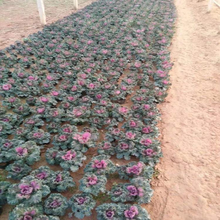 山东羽衣甘蓝  羽衣甘蓝供应  天卓