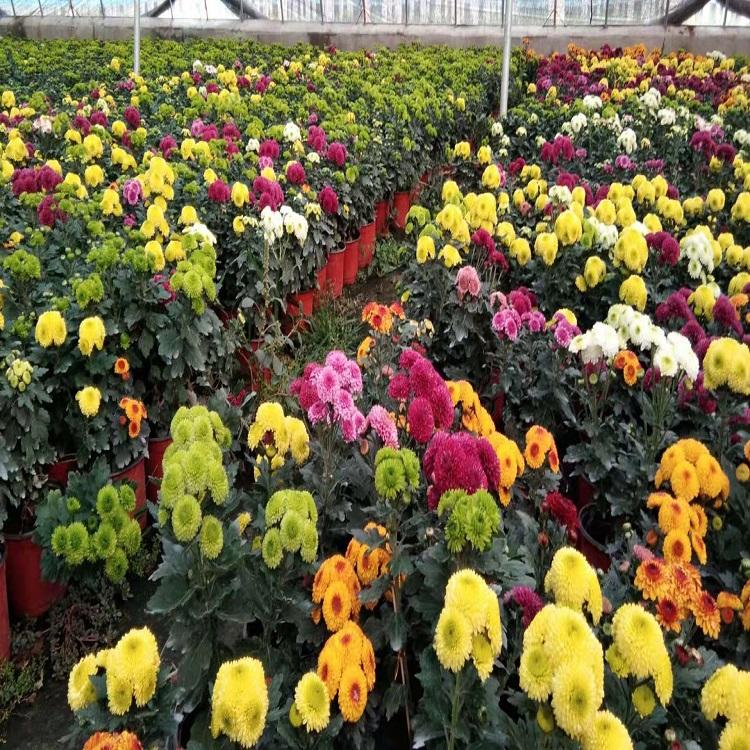 乒乓菊种植基地 乒乓菊价格