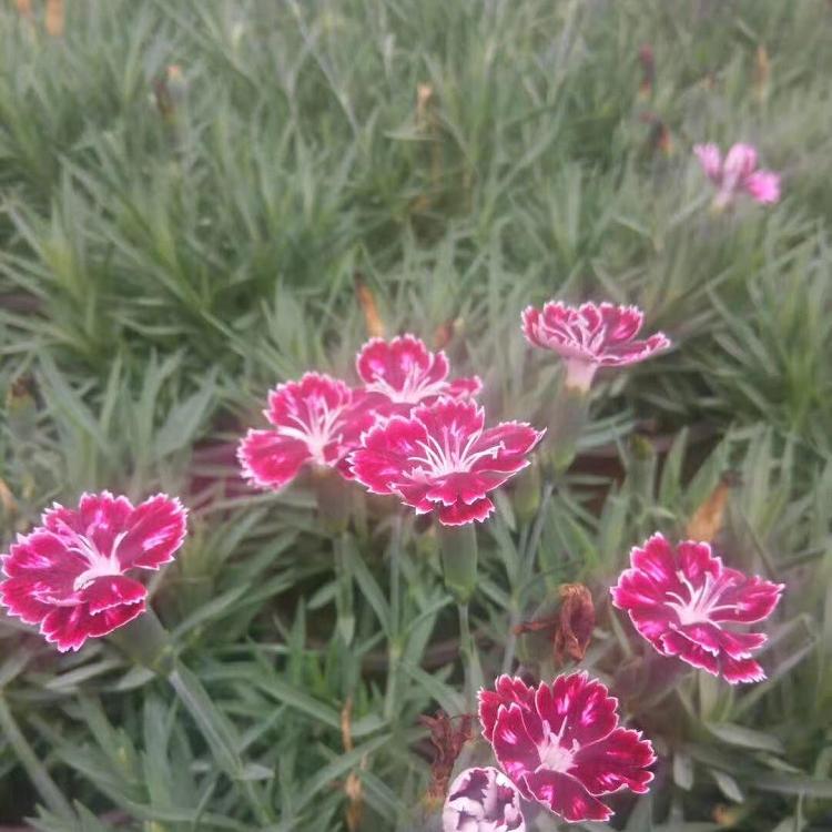 山东彩虹石竹   青州彩虹石竹   彩虹石竹批发价格