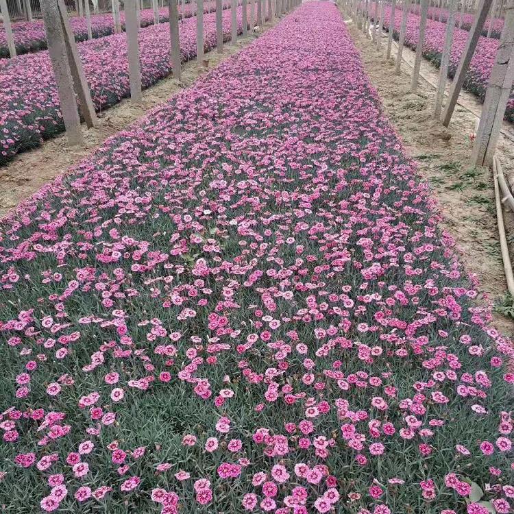 大量供应彩虹石竹    鑫炜景彩虹石竹现货出售  彩虹石竹批发