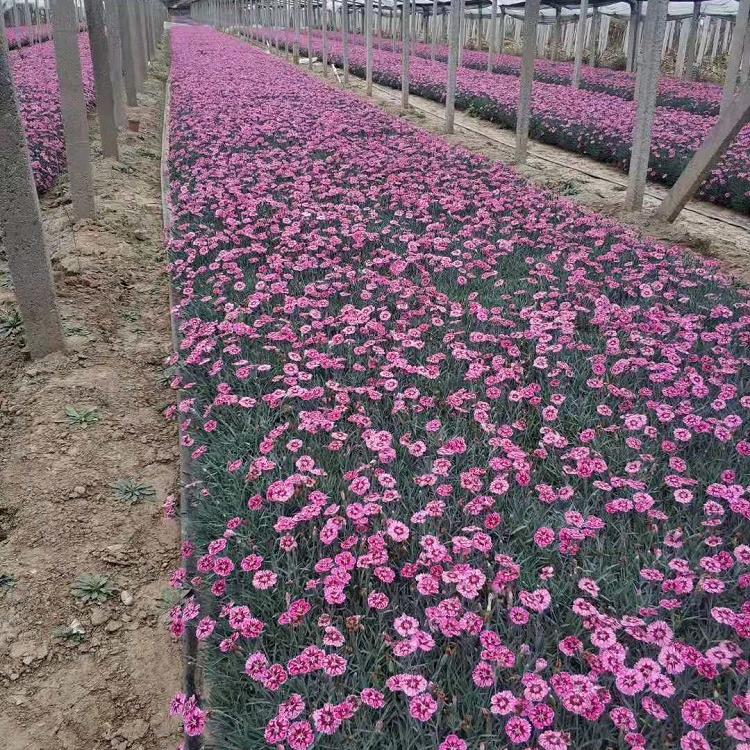 江苏彩虹石竹批发   彩虹石竹种植基地 彩虹石竹批发价格