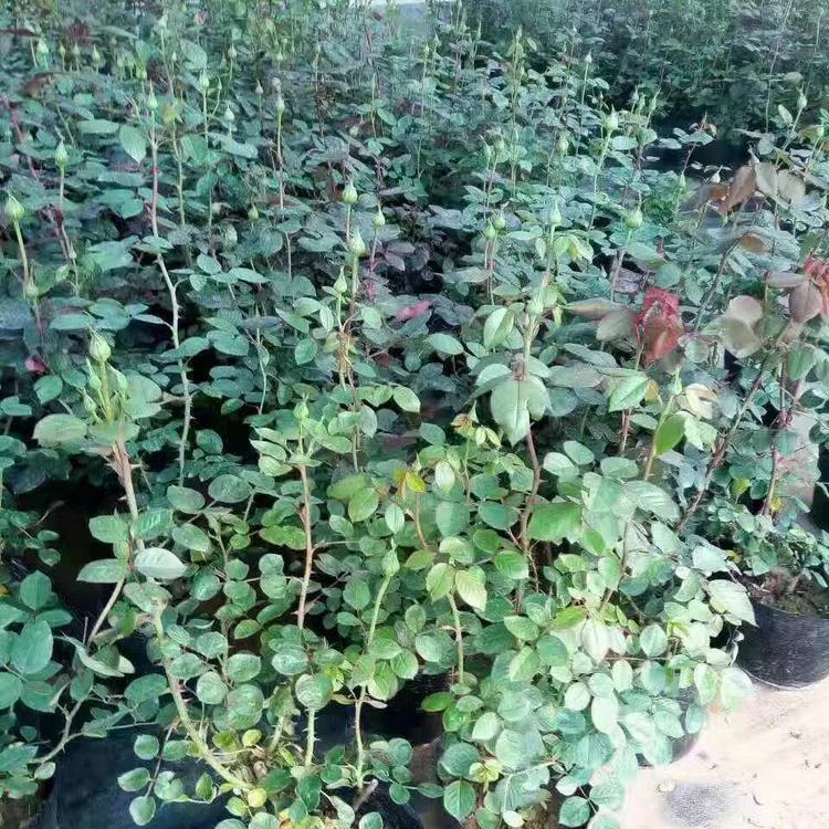 青州宿根花卉批发 大花月季种植基地 丰林花卉
