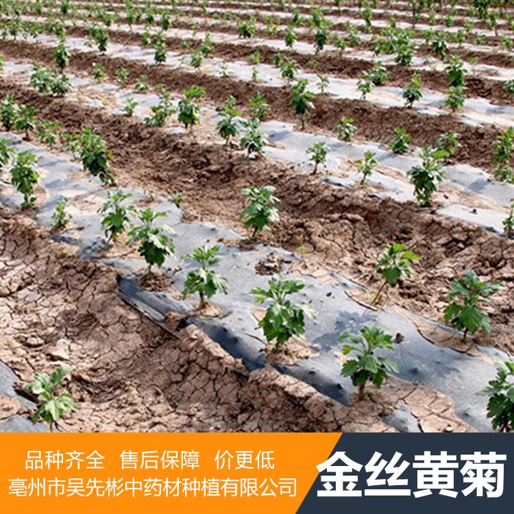 金丝皇菊种苗 供应优质金丝皇菊 金丝皇菊苗基地直销