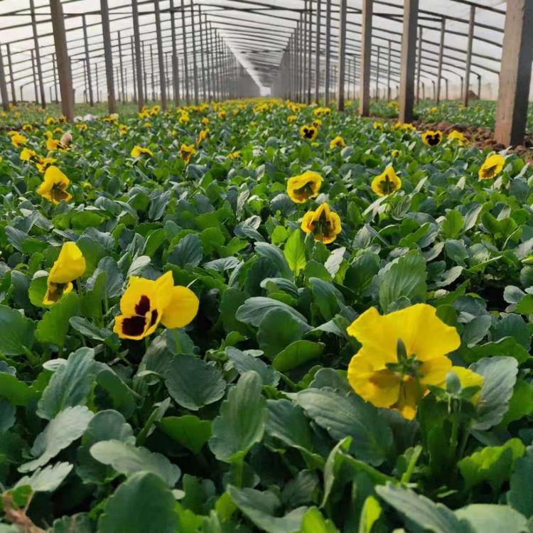 三色堇 三色堇价格 耐寒草花三色堇  青州三色堇基地 新大洲花卉