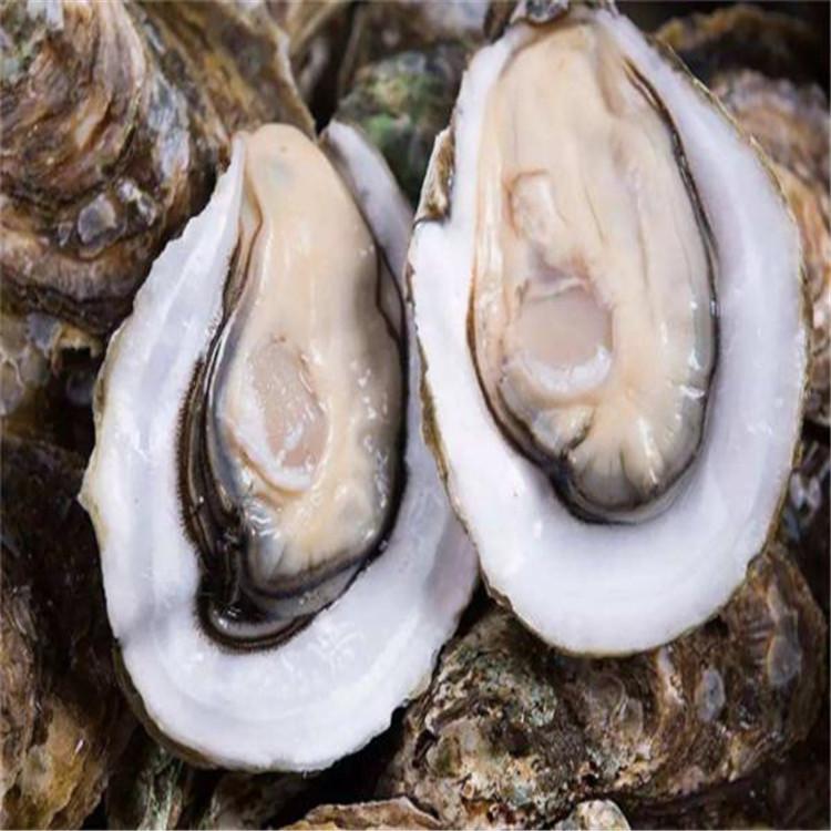 自动化海蛎子分级机-按重量分选牡蛎设备
