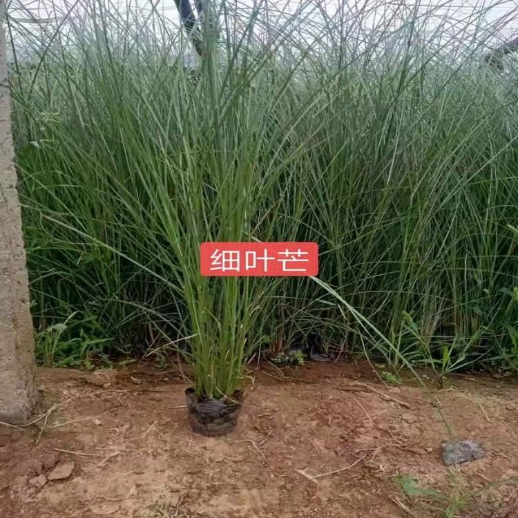 细叶芒批发价格  细叶芒供应商  天卓