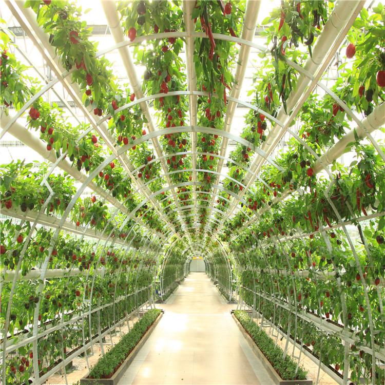 无土栽培种植设备时空隧道蔬菜廊架水培立体种植管道栽培拱形廊架