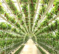 无土栽培种植设备时空隧道蔬菜廊架水培立体种植管道栽培拱形廊架