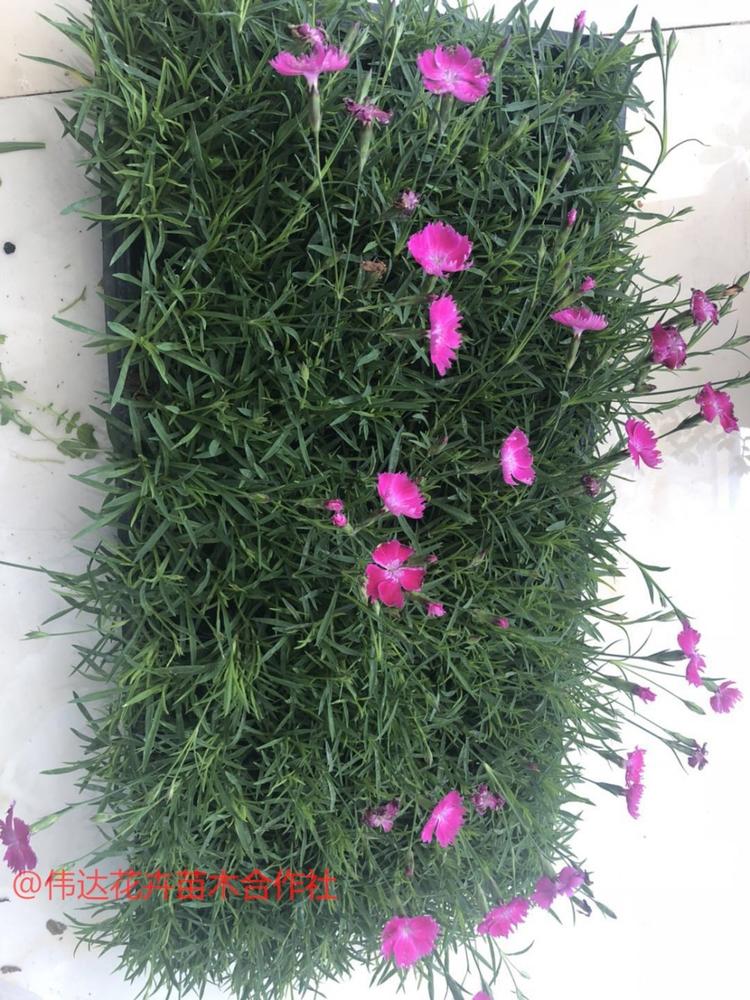 欧石竹穴盘苗 园林景观景致多年生花卉 耐寒耐热  欧石竹