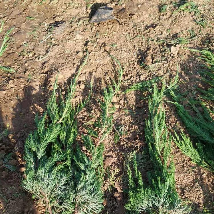 大型小龙柏种植基地  青州小龙柏规格全  量大优惠