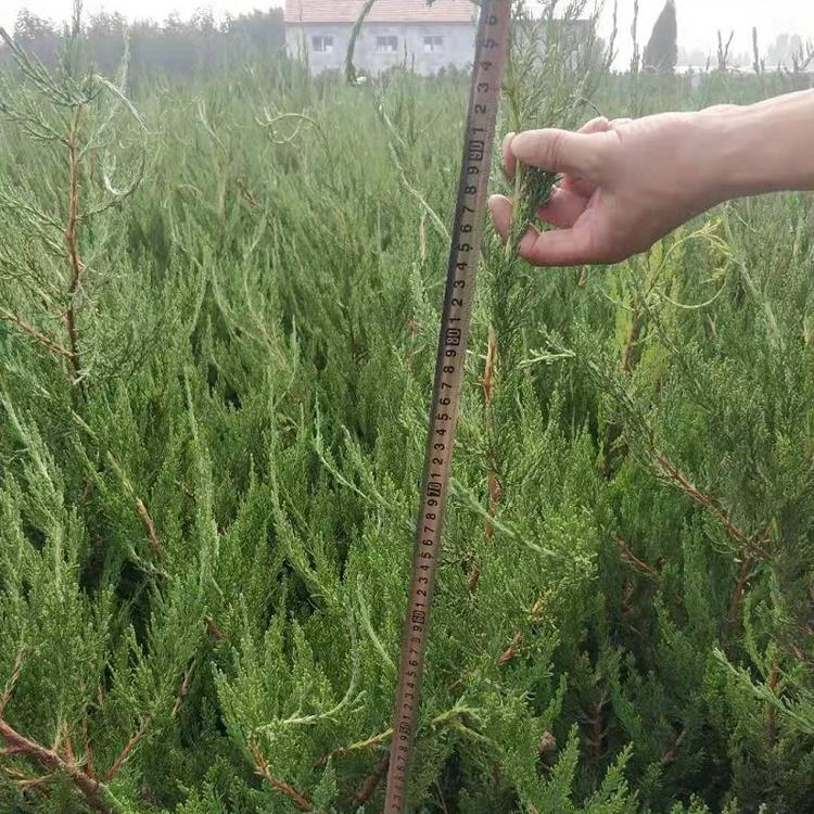 苗圃基地大量供应小龙柏价格  小龙柏批发
