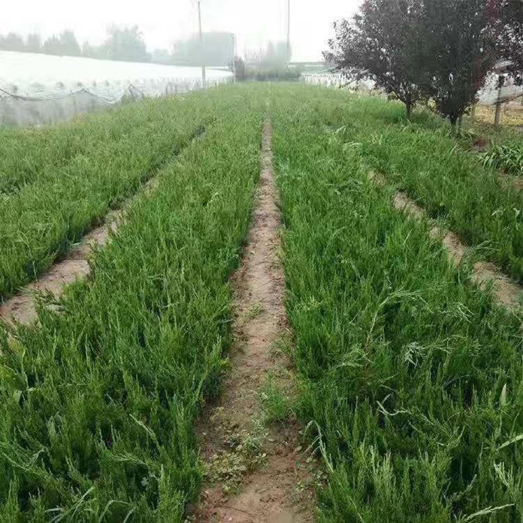 小龙柏批发商  工程用50公分小龙柏价格  小龙柏基地