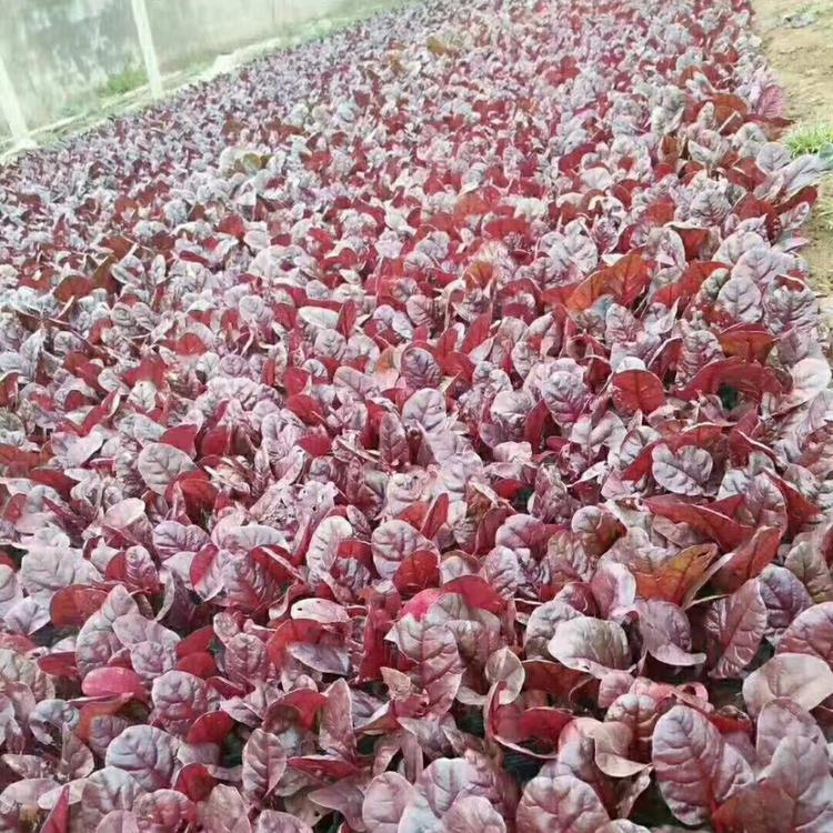 耐寒耐冻红叶甜菜草花供应基地青州丰林