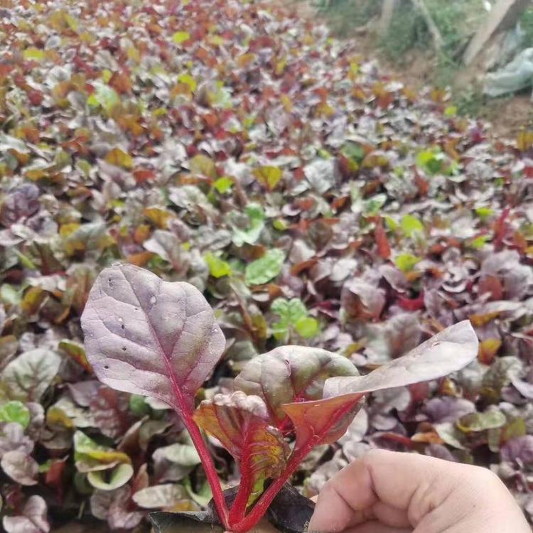 大量出售红叶甜菜青州耐寒花卉基地直销价格优惠