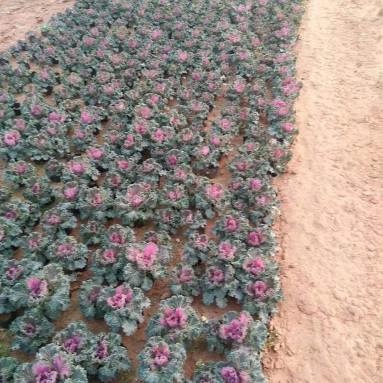 羽衣甘蓝种植 羽衣甘蓝批发价【丰林花卉】基地直销