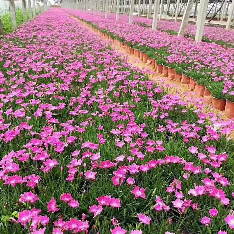 欧石竹培育基地    欧石竹种植批发基地   欧石竹批发报价