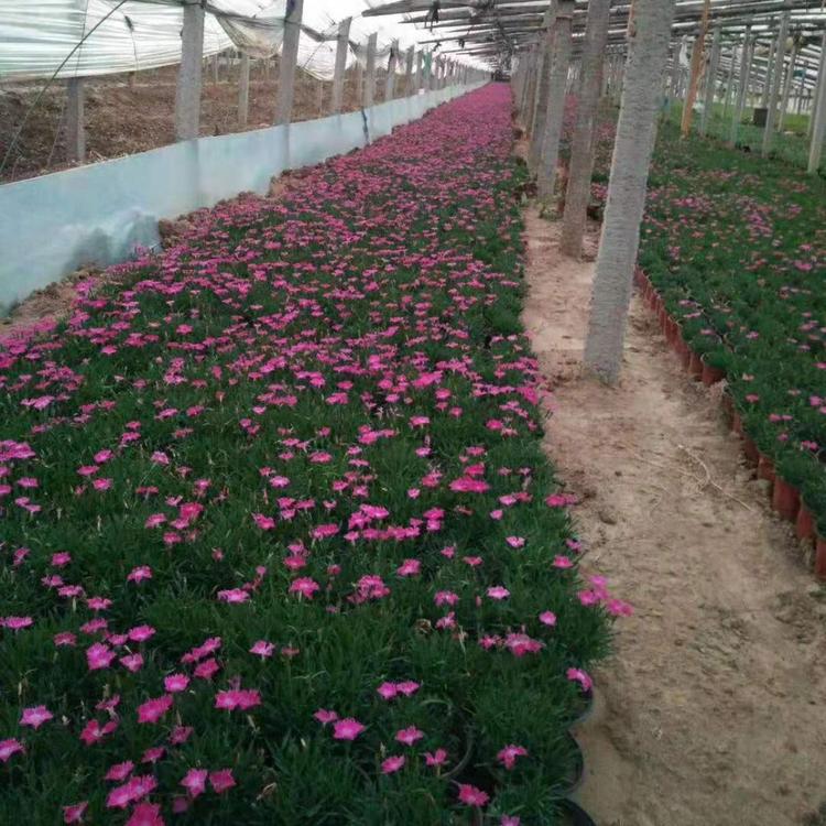 青州欧石竹批发基地    欧石竹批发价格   欧石竹供货商