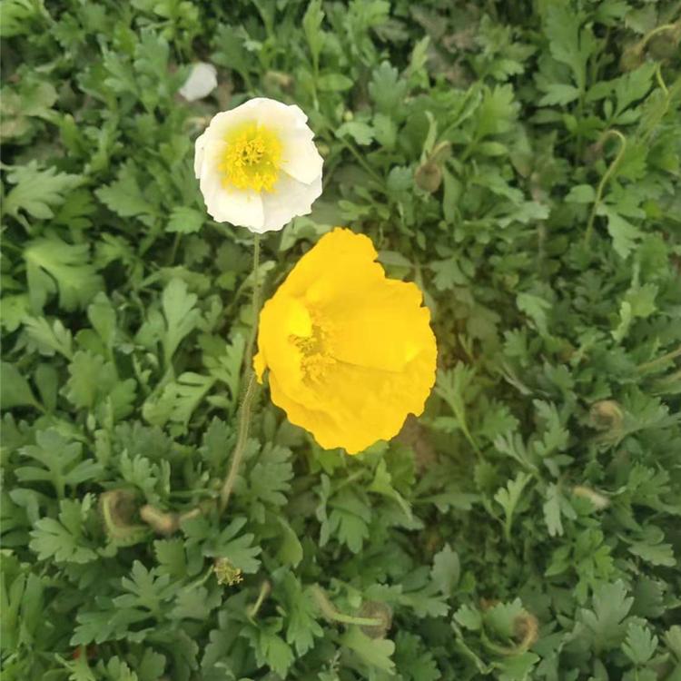 冰岛虞美人种子价格-虞美人种苗现货供应-花海打造 花海景观 虞美人花海 多色花海
