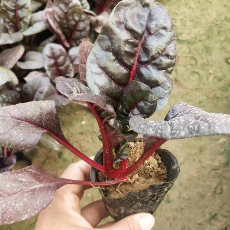 红叶甜菜 园林景观景致多年生花卉 山东红叶甜菜基地  耐寒草花