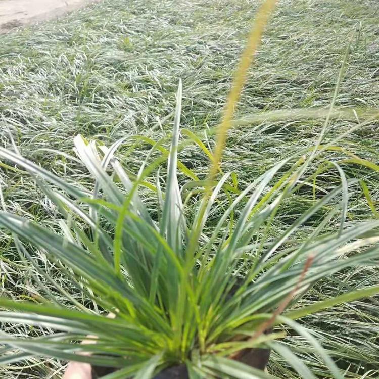 青绿苔草 青绿苔草批发 青绿苔草价格 山东青绿苔草 营养袋青绿苔草