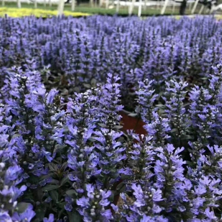 筋骨草  日本多花筋骨草 多花筋骨草价格 青州筋骨草基地