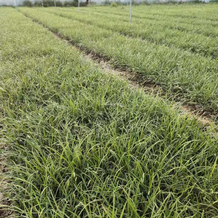 麦冬草 麦冬批发 营养钵麦冬 麦冬草种植基地 麦冬草供应商