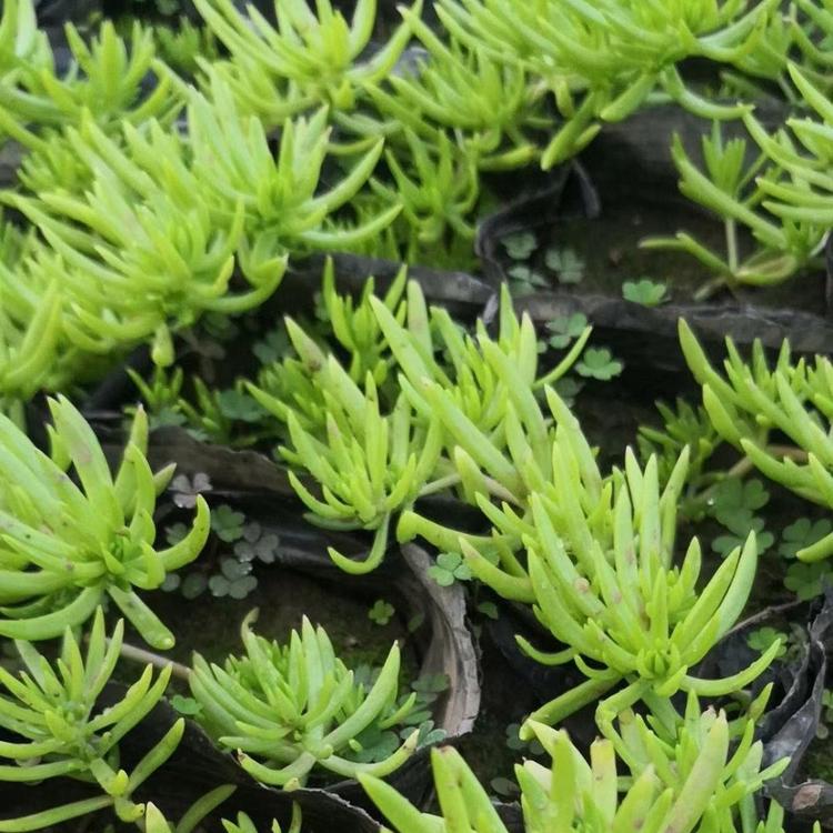 金叶佛甲草 黄金条种植基地 金叶佛甲草价格 佛甲草批发 佛甲草屋顶绿化