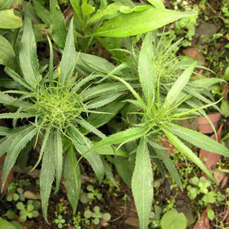 供应优质白术种苗 白术苗批发厂家基地带土直发