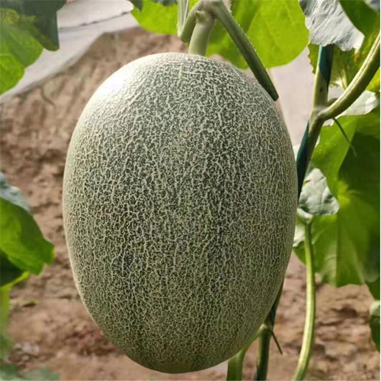 山东 哈密瓜苗  大果型哈密瓜苗   果肉橘红  肉质细松脆甜