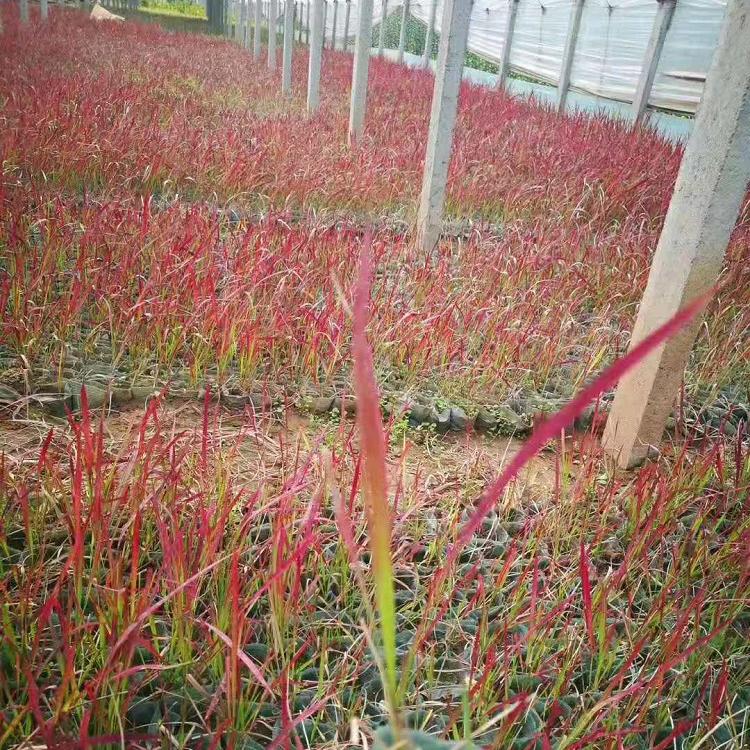 日本血草种植基地   日本血草批发价格  日本血草报价