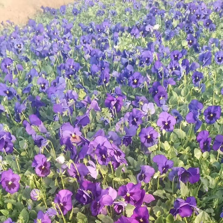 三色堇种植基地    三色堇批发   三色堇报价   鑫炜景