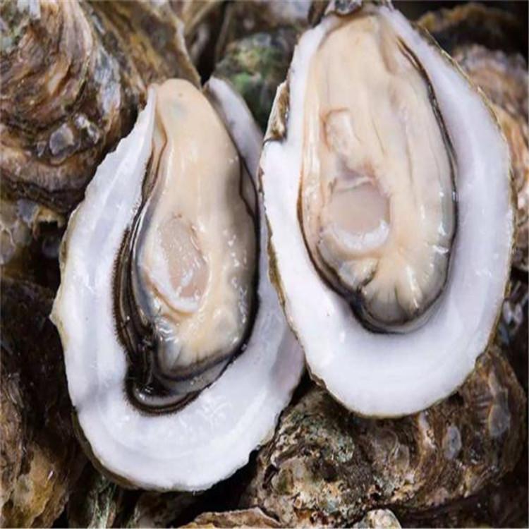海蛎子专用清洗机-平行式生蚝清洗机不损伤外壳-牡蛎清洗设备生产厂家