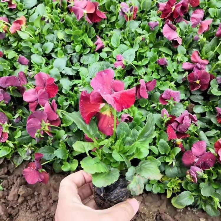 青州角堇批发 宿根花卉找丰林花卉没错 性价比高