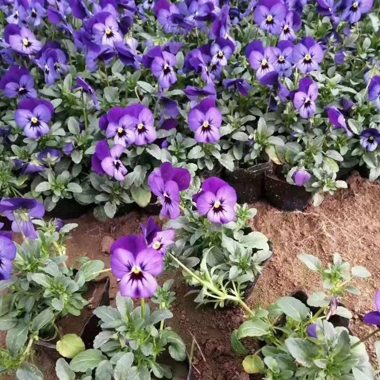 青州草花花卉批发价 角堇小苗供应基地 丰林