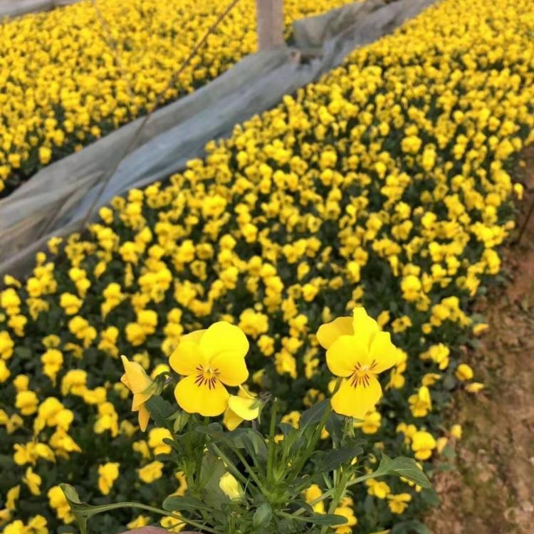 青州花卉批发 草花植物 三色堇种植基地