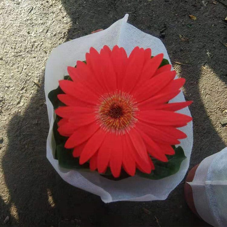青州凯洋出售非洲菊批发 新品种非洲菊供应 非洲菊价格实惠
