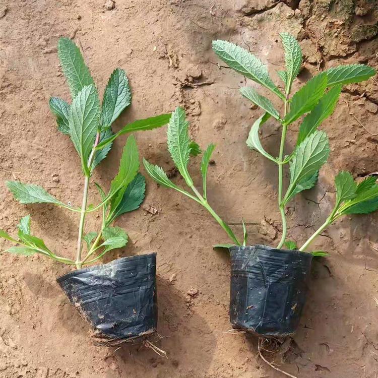 马鞭草 凯洋花卉基地直供马鞭草 马鞭草小苗培育基地