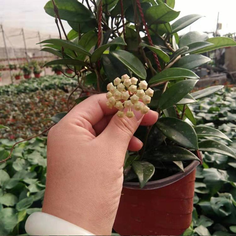 球兰价格  盆栽绿植球兰基地直供 凯洋出售球兰盆栽